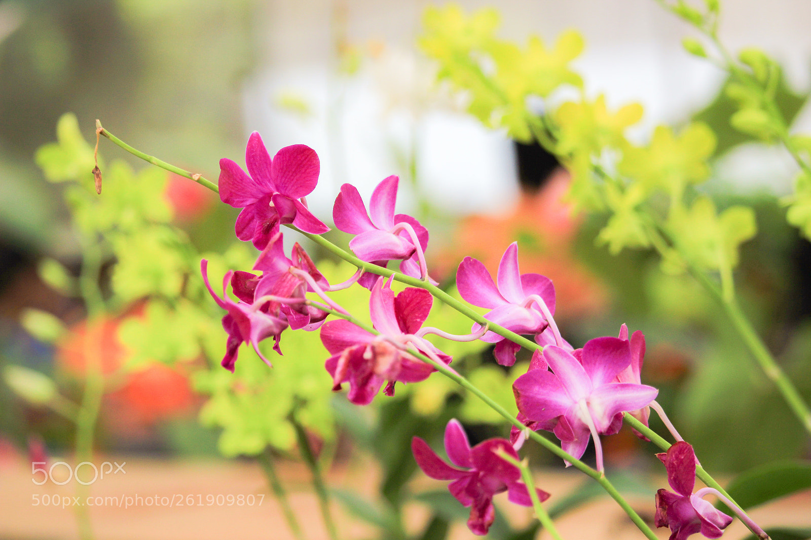 Canon EOS 600D (Rebel EOS T3i / EOS Kiss X5) sample photo. Floral beauty photography
