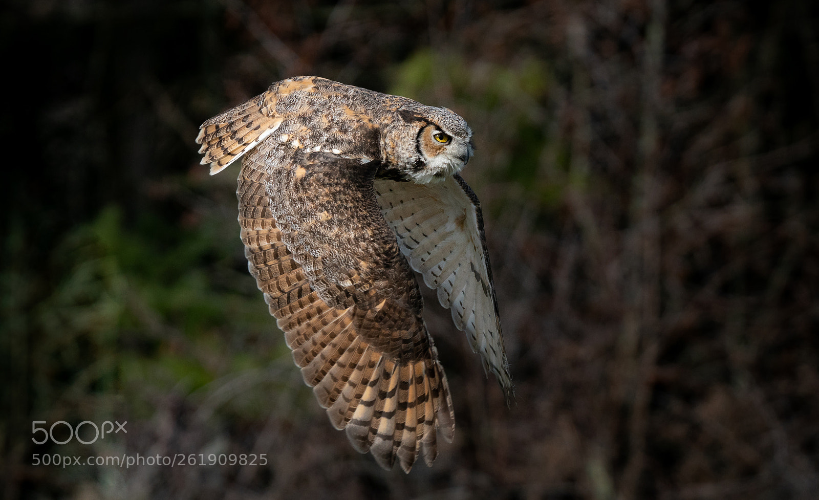 Sony a7R II sample photo. Mid flight photography