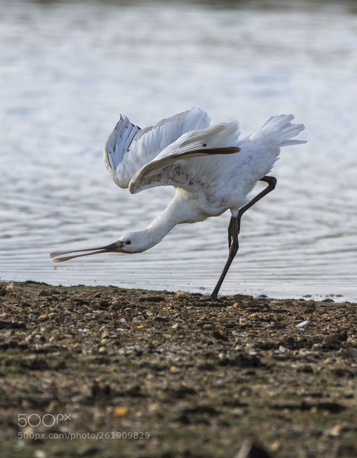 Nikon D7200 sample photo. Spoonbill photography