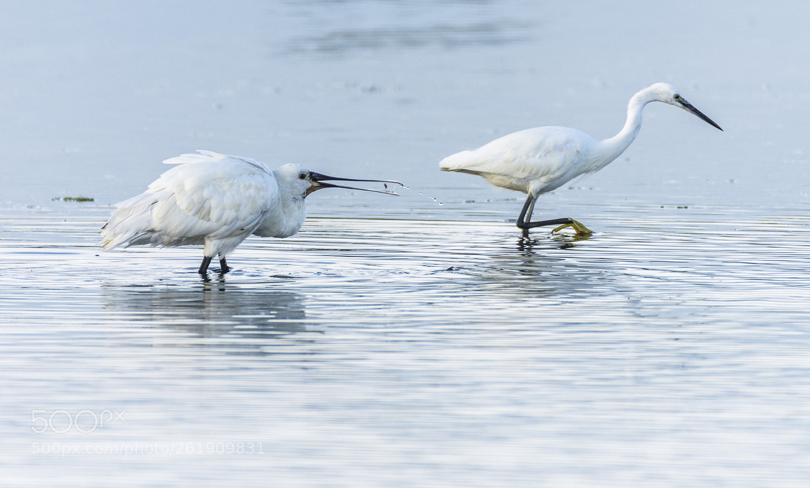 Nikon D7200 sample photo. Spoonbill and egret photography