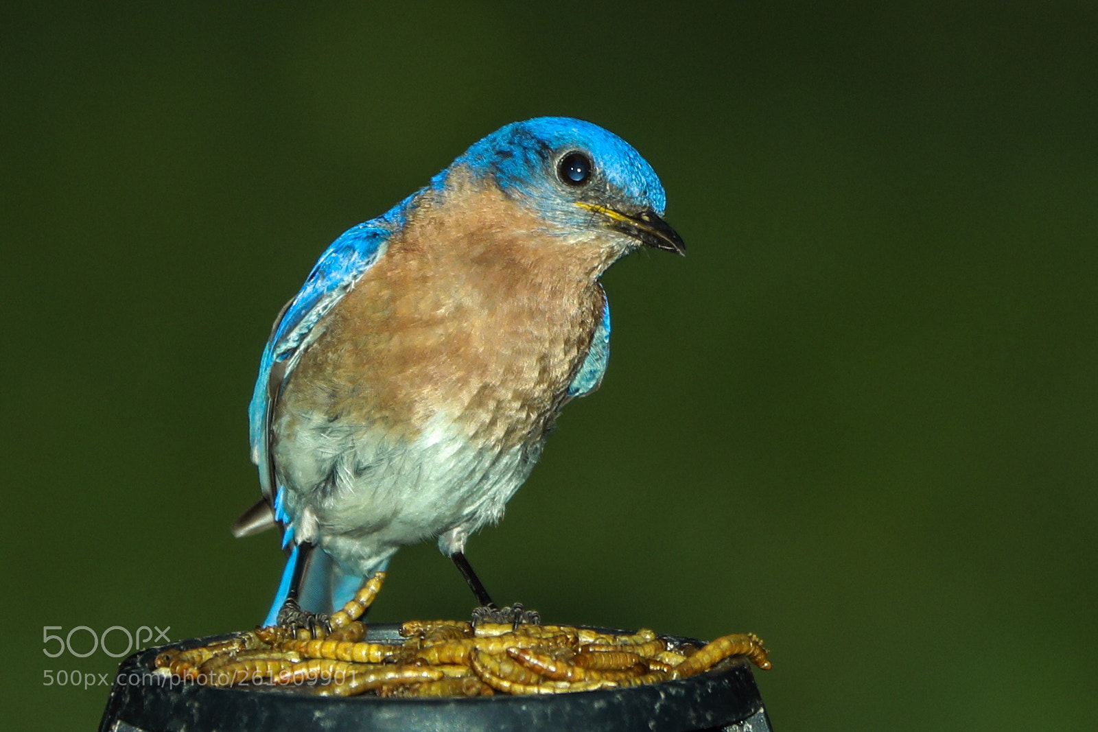 Canon EOS 5D Mark IV sample photo. Evening snack! photography