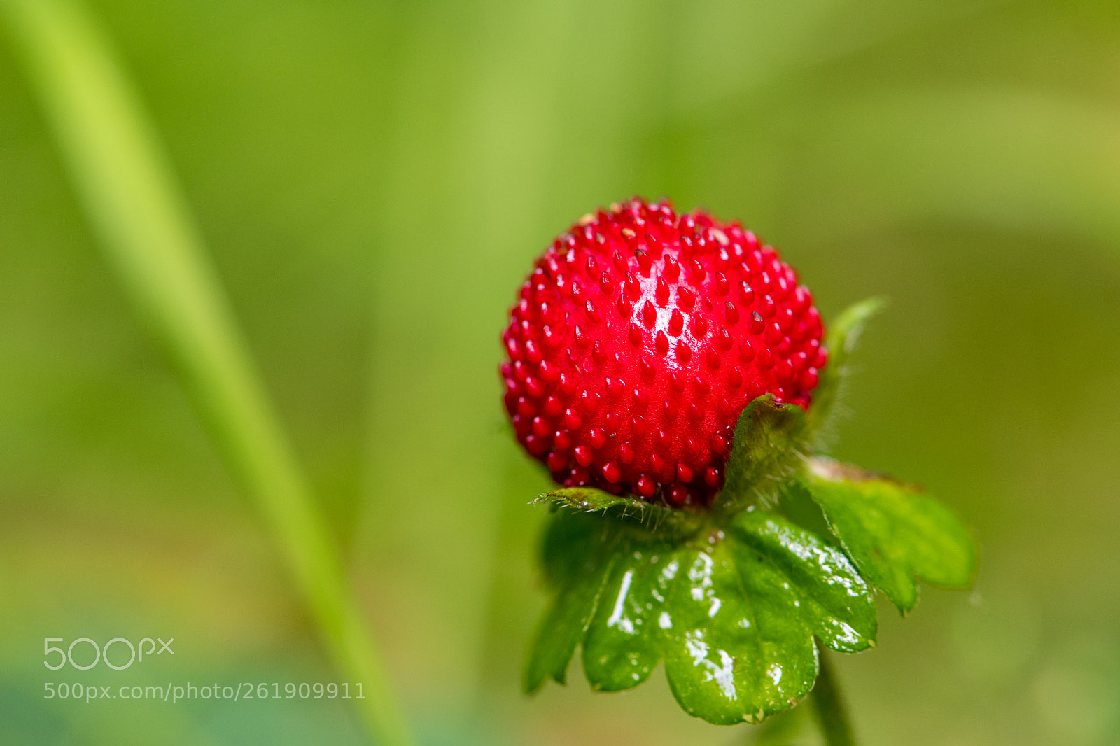 Nikon D850 sample photo. Wild strawberry photography