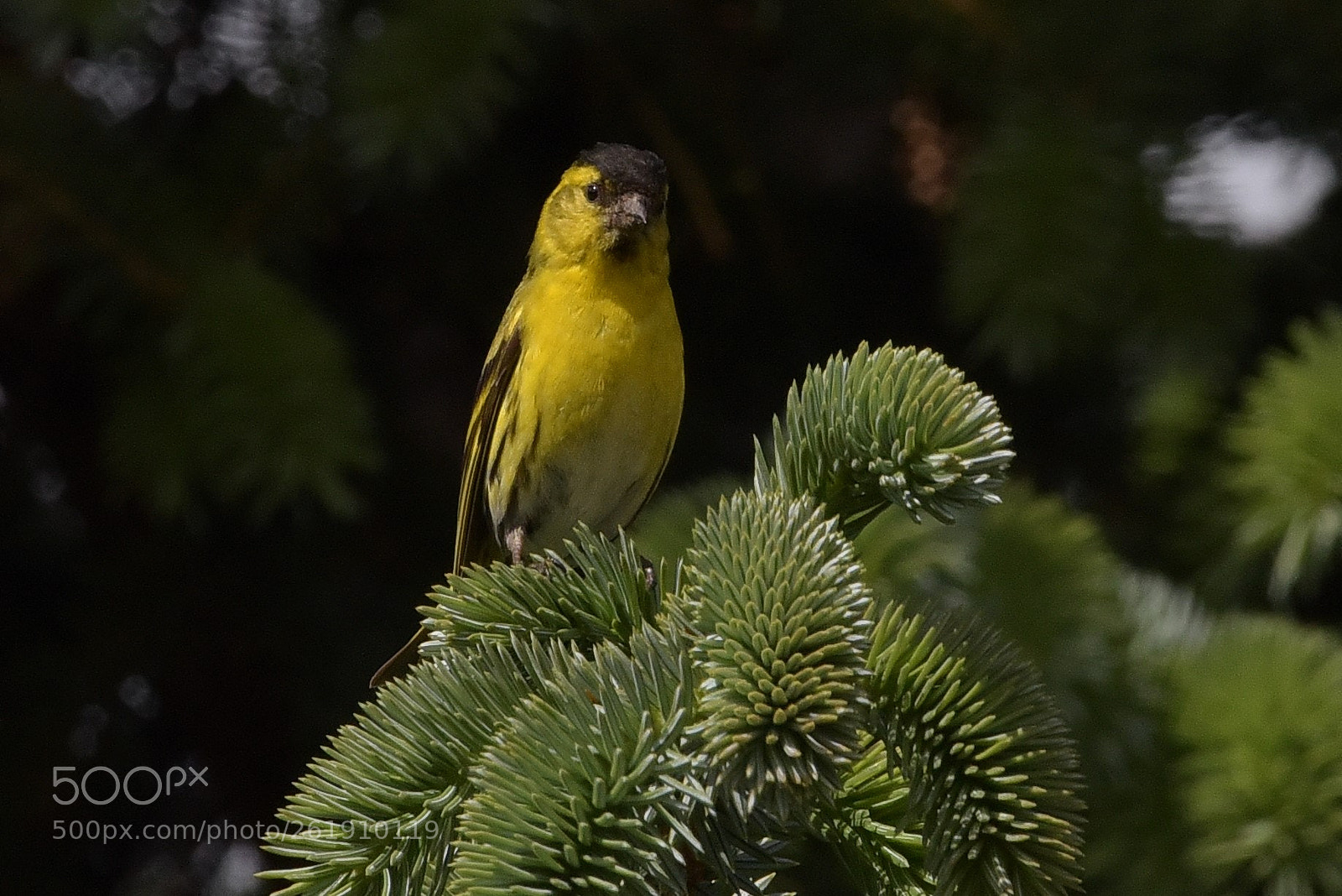 Nikon AF-S Nikkor 200-500mm F5.6E ED VR sample photo. Grønnsisik photography