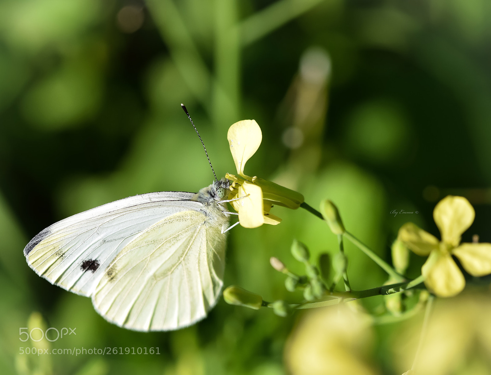 Nikon D3300 sample photo. Untitled photography