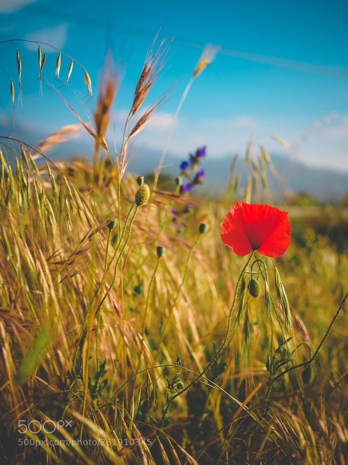 Olympus OM-D E-M5 II sample photo. Lone poppy photography