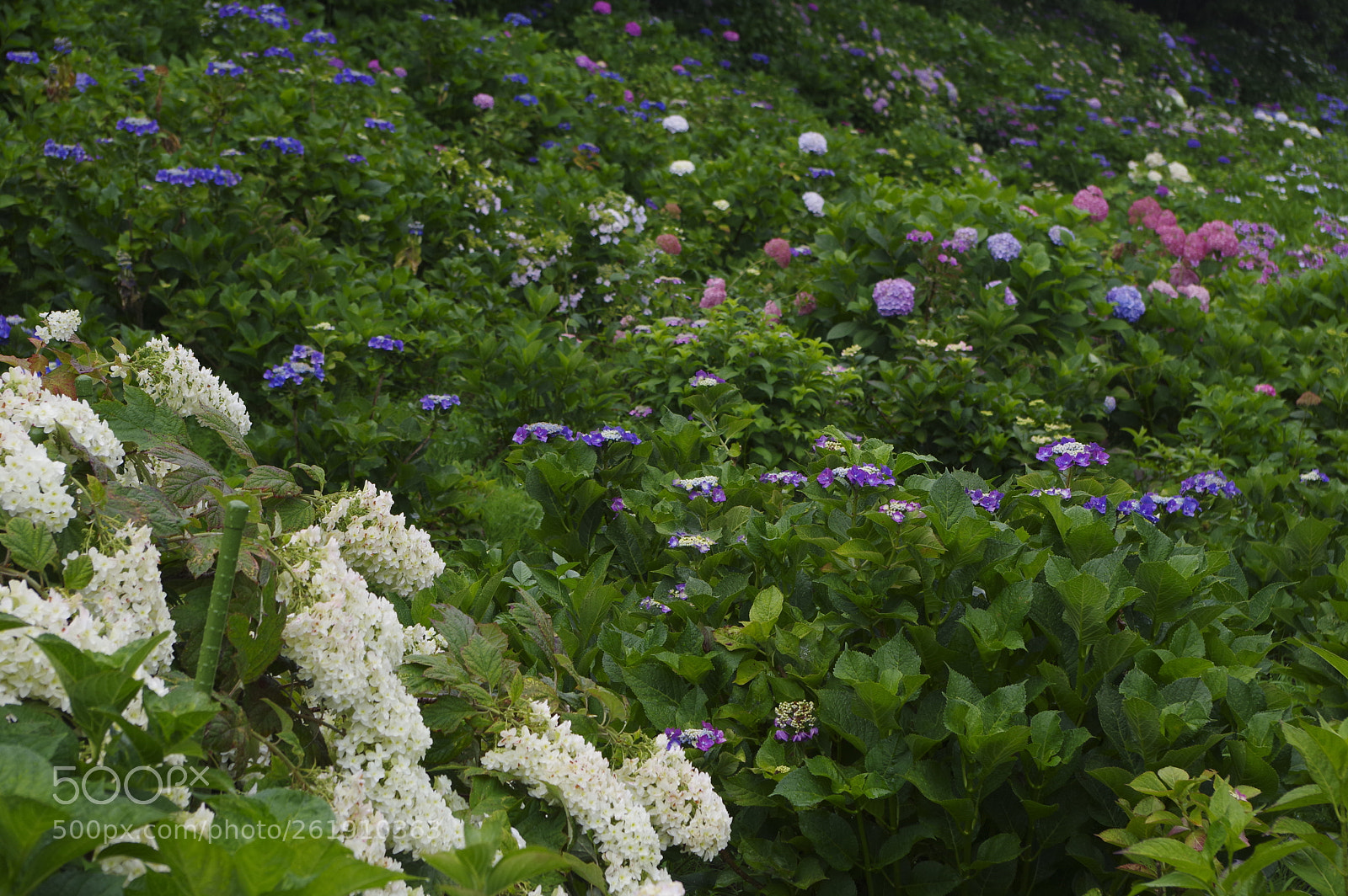 smc PENTAX-DA L 18-55mm F3.5-5.6 sample photo. Hydrangea blossoming photography