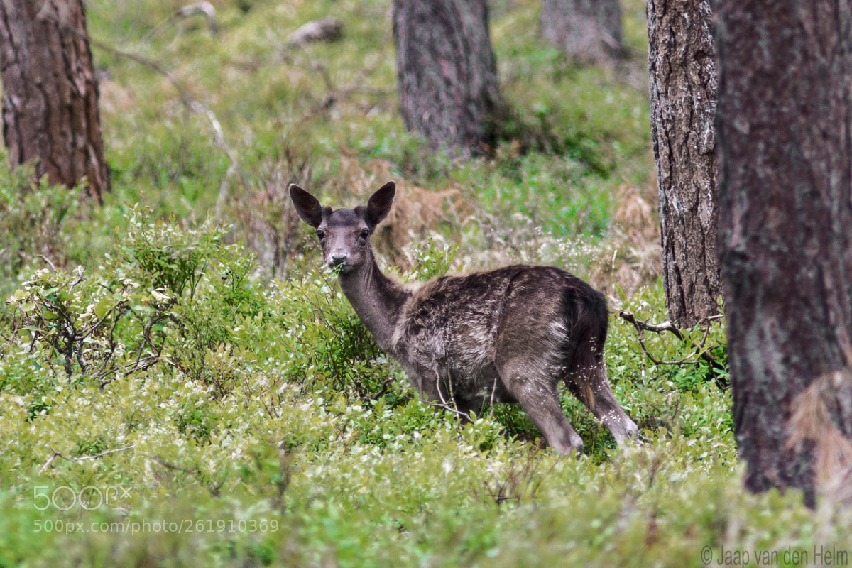 Canon EOS 70D sample photo. Fallow deer photography