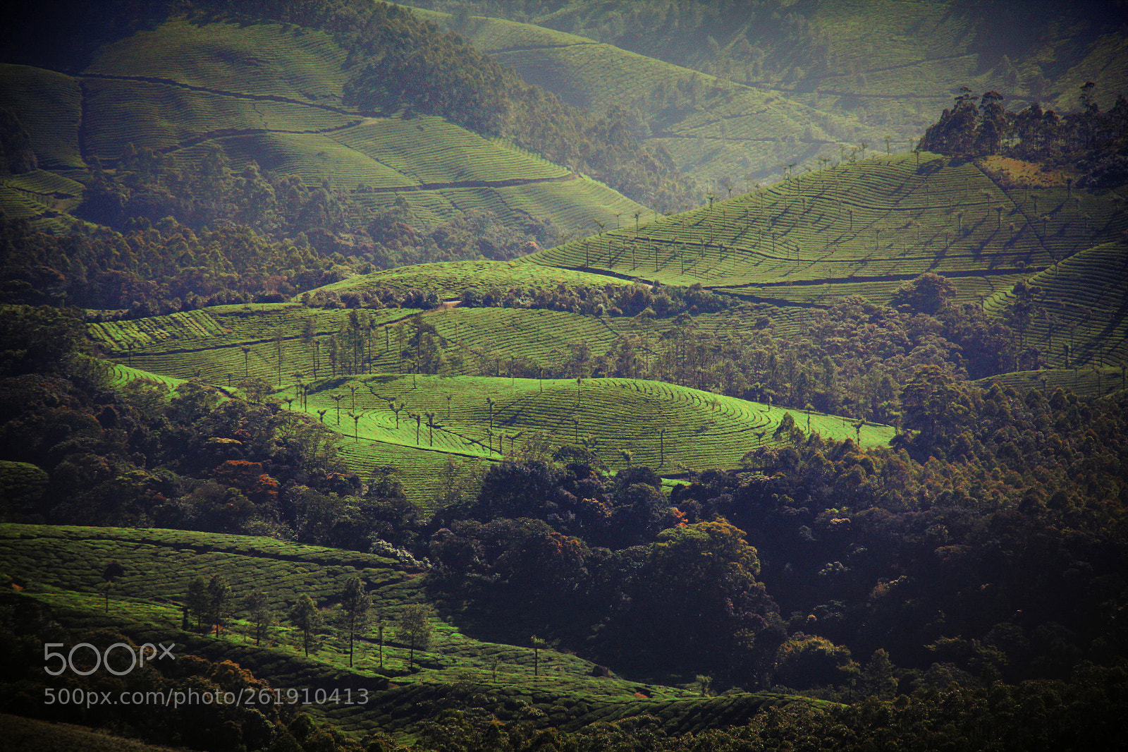 Canon EOS 550D (EOS Rebel T2i / EOS Kiss X4) sample photo. Munnar, kerala photography