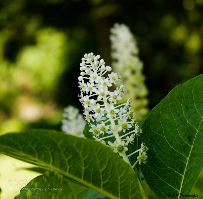 Canon EOS 1200D (EOS Rebel T5 / EOS Kiss X70 / EOS Hi) sample photo. Beautiful plant photography