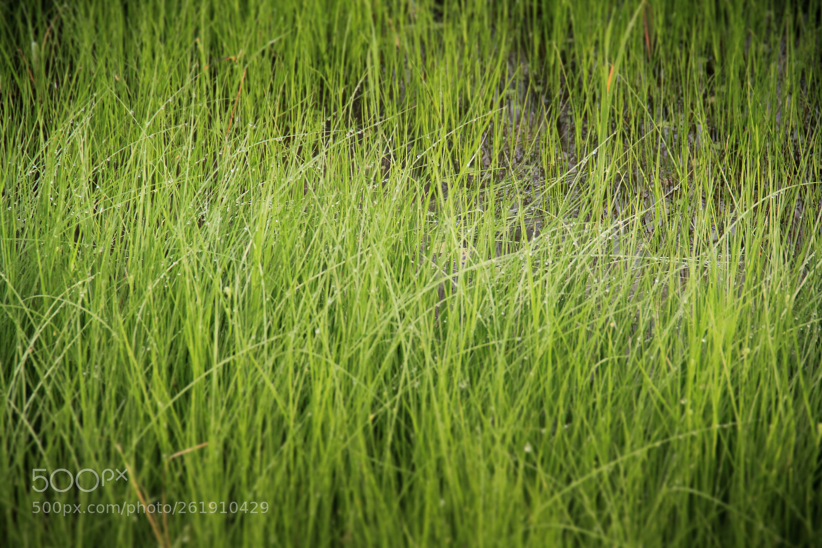 Canon EOS 550D (EOS Rebel T2i / EOS Kiss X4) sample photo. Rice field photography