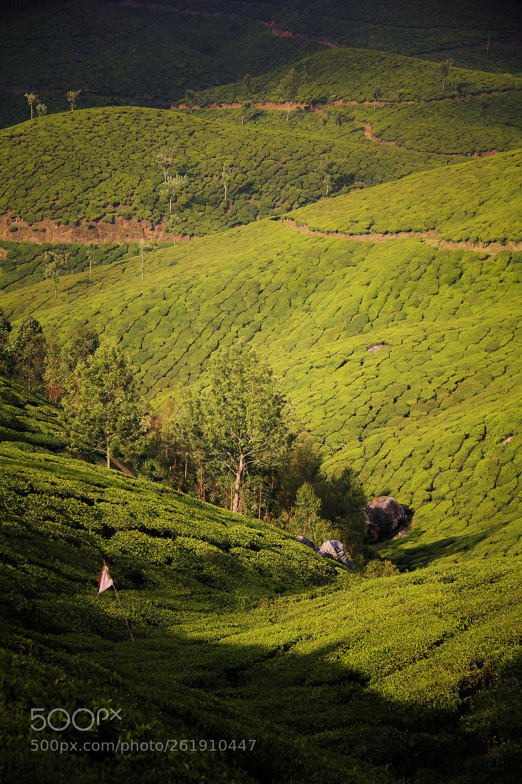 Canon EOS 550D (EOS Rebel T2i / EOS Kiss X4) sample photo. Munnar, kerala photography