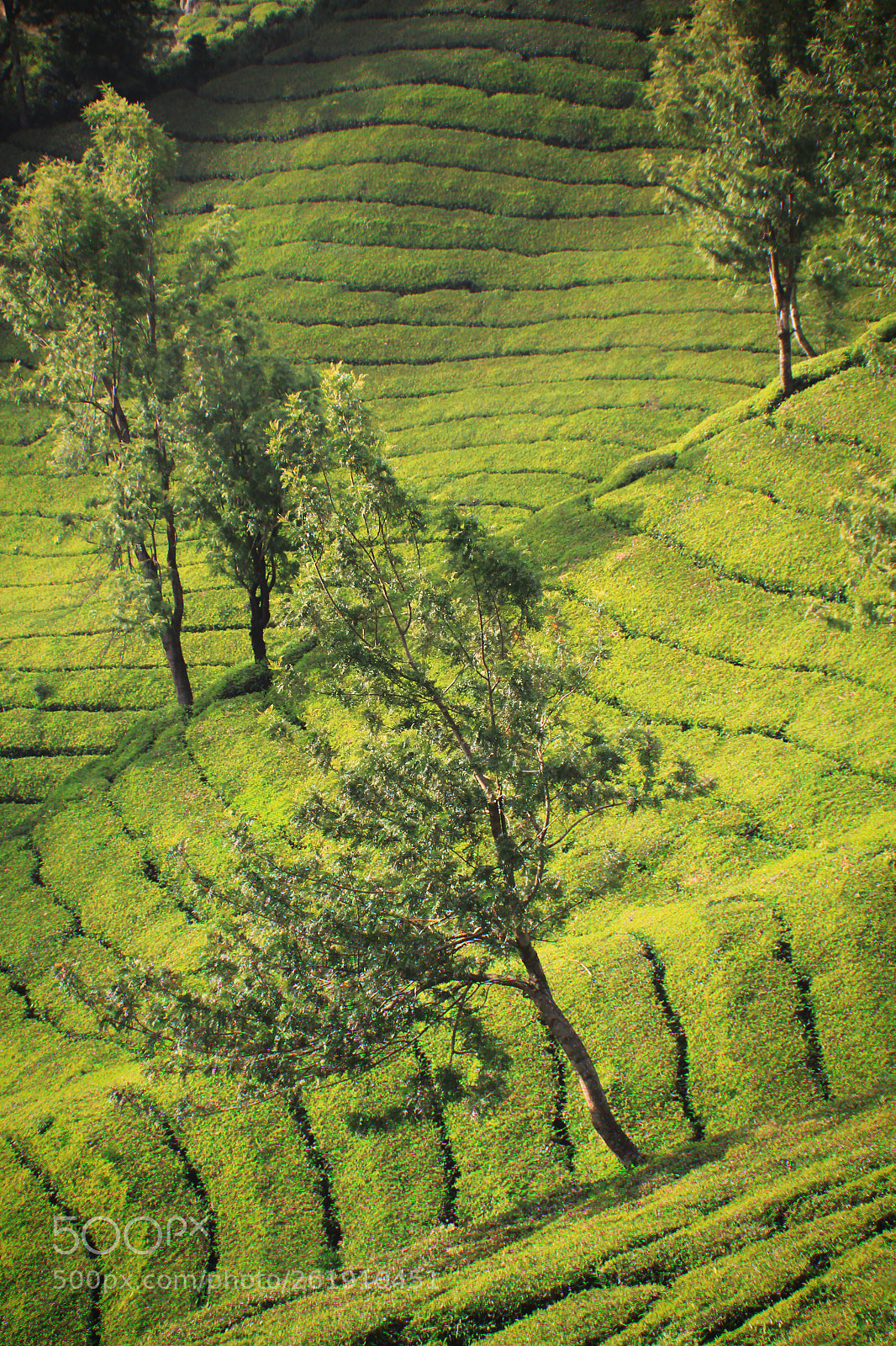 Canon EOS 550D (EOS Rebel T2i / EOS Kiss X4) sample photo. Sea of tea, kerala photography