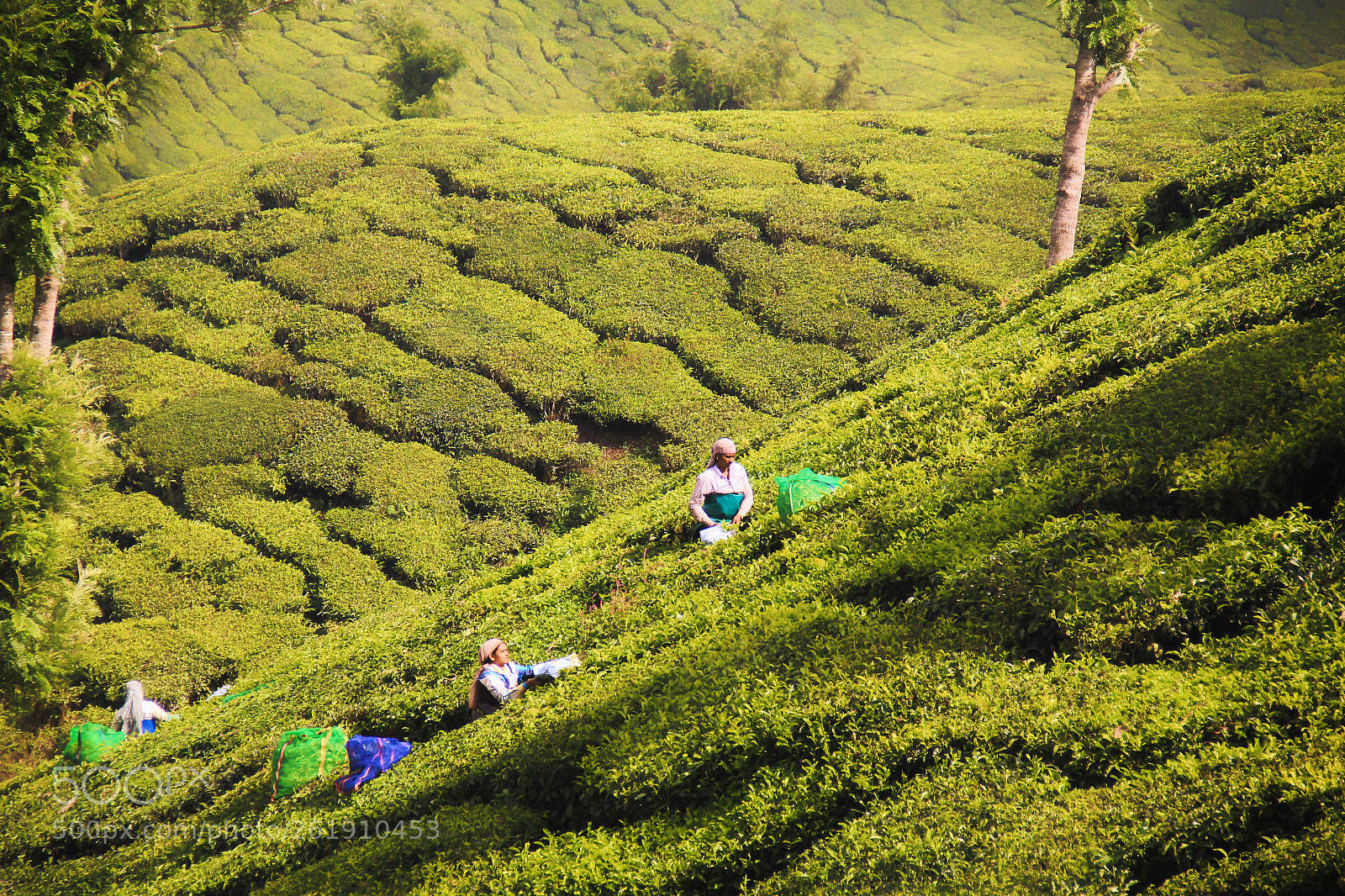 Canon EOS 550D (EOS Rebel T2i / EOS Kiss X4) sample photo. Kerala photography