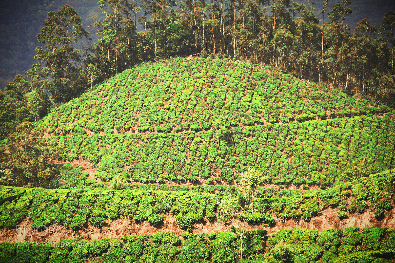 Canon EOS 550D (EOS Rebel T2i / EOS Kiss X4) sample photo. Hills of munnar photography