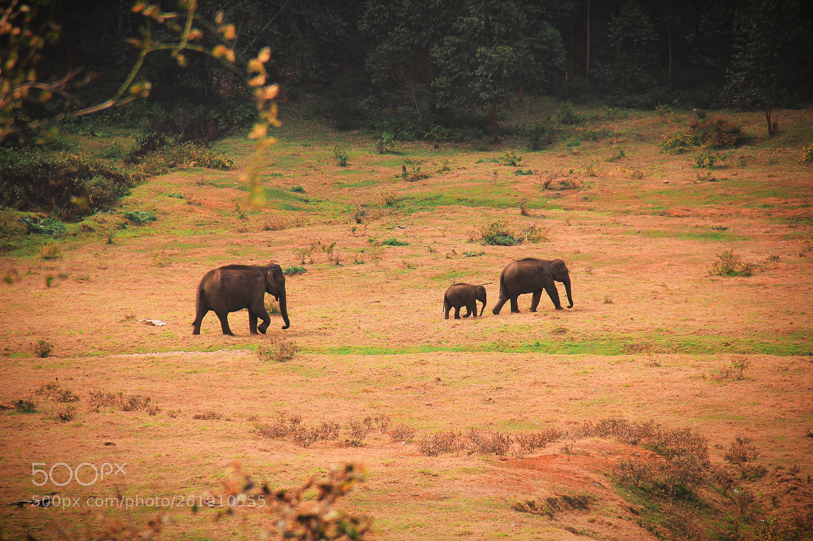 Canon EOS 550D (EOS Rebel T2i / EOS Kiss X4) sample photo. Kerala photography