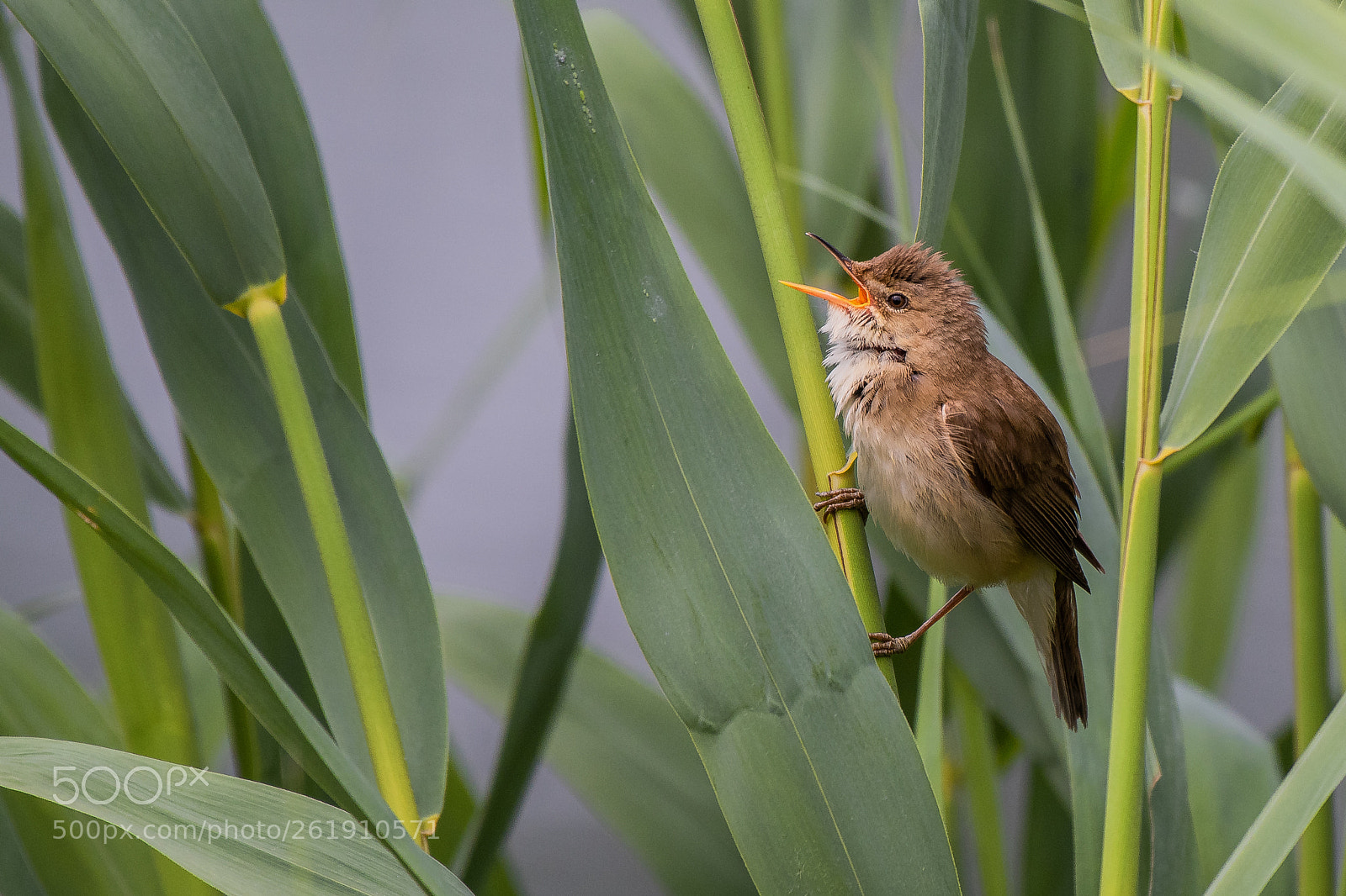 Nikon D500 sample photo. Sedge warbler (acrocephalus schoenobaenus) photography