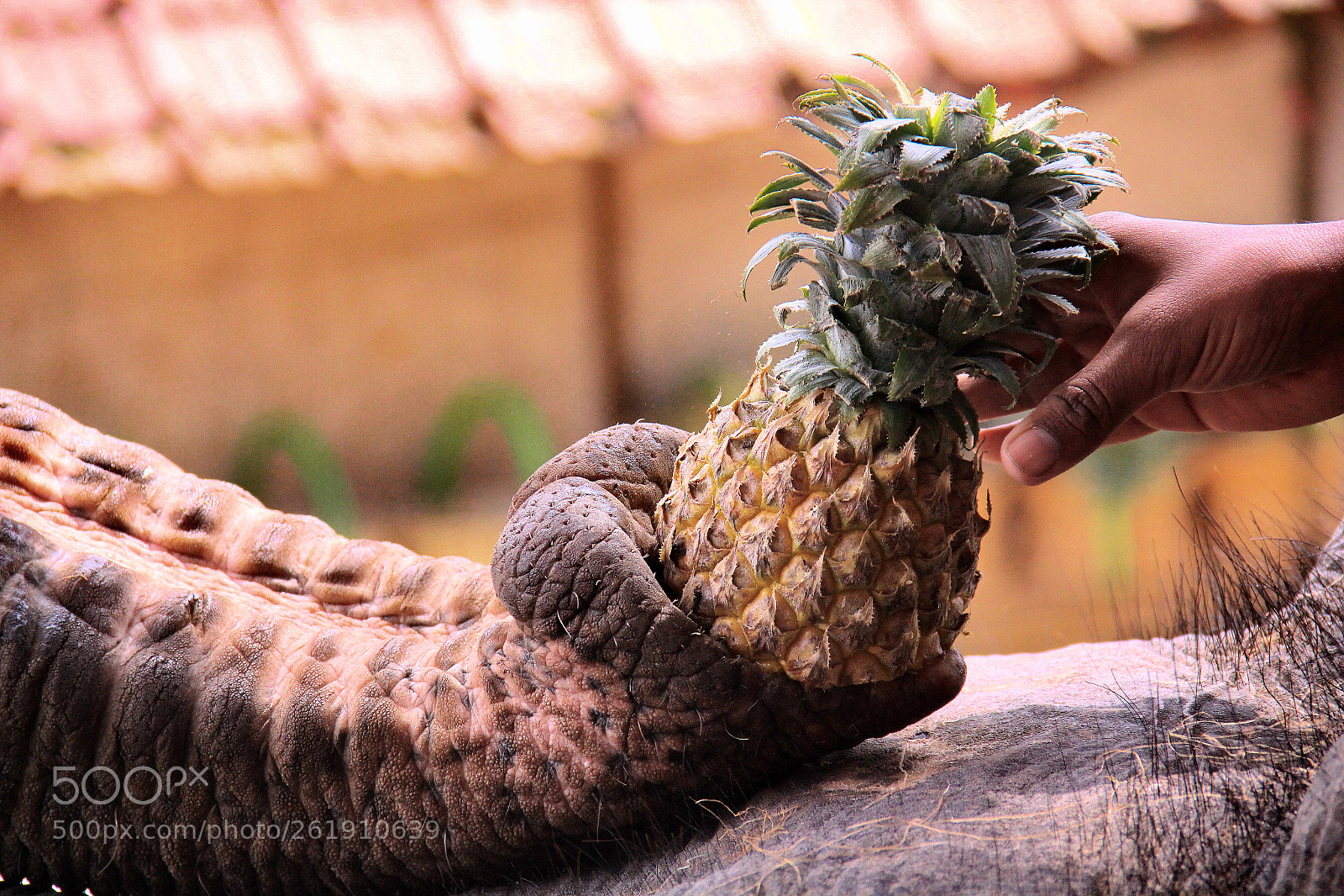 Canon EOS 550D (EOS Rebel T2i / EOS Kiss X4) sample photo. Kerala photography