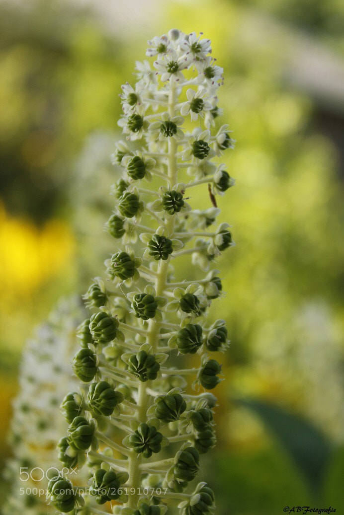 Canon EOS 1200D (EOS Rebel T5 / EOS Kiss X70 / EOS Hi) sample photo. Gardenplant photography