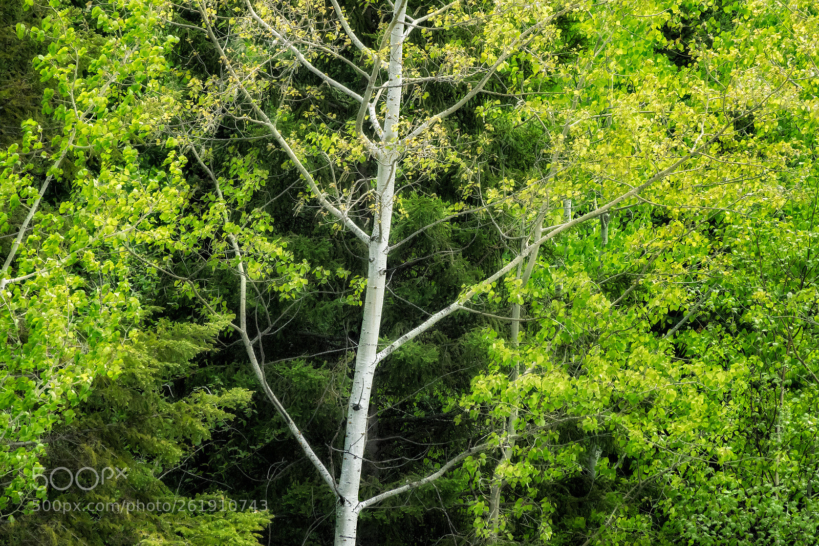 Sony Cyber-shot DSC-RX10 III sample photo. 'spring green' photography
