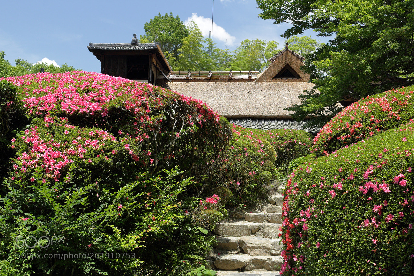 Canon EOS 100D (EOS Rebel SL1 / EOS Kiss X7) sample photo. Azalea wall photography