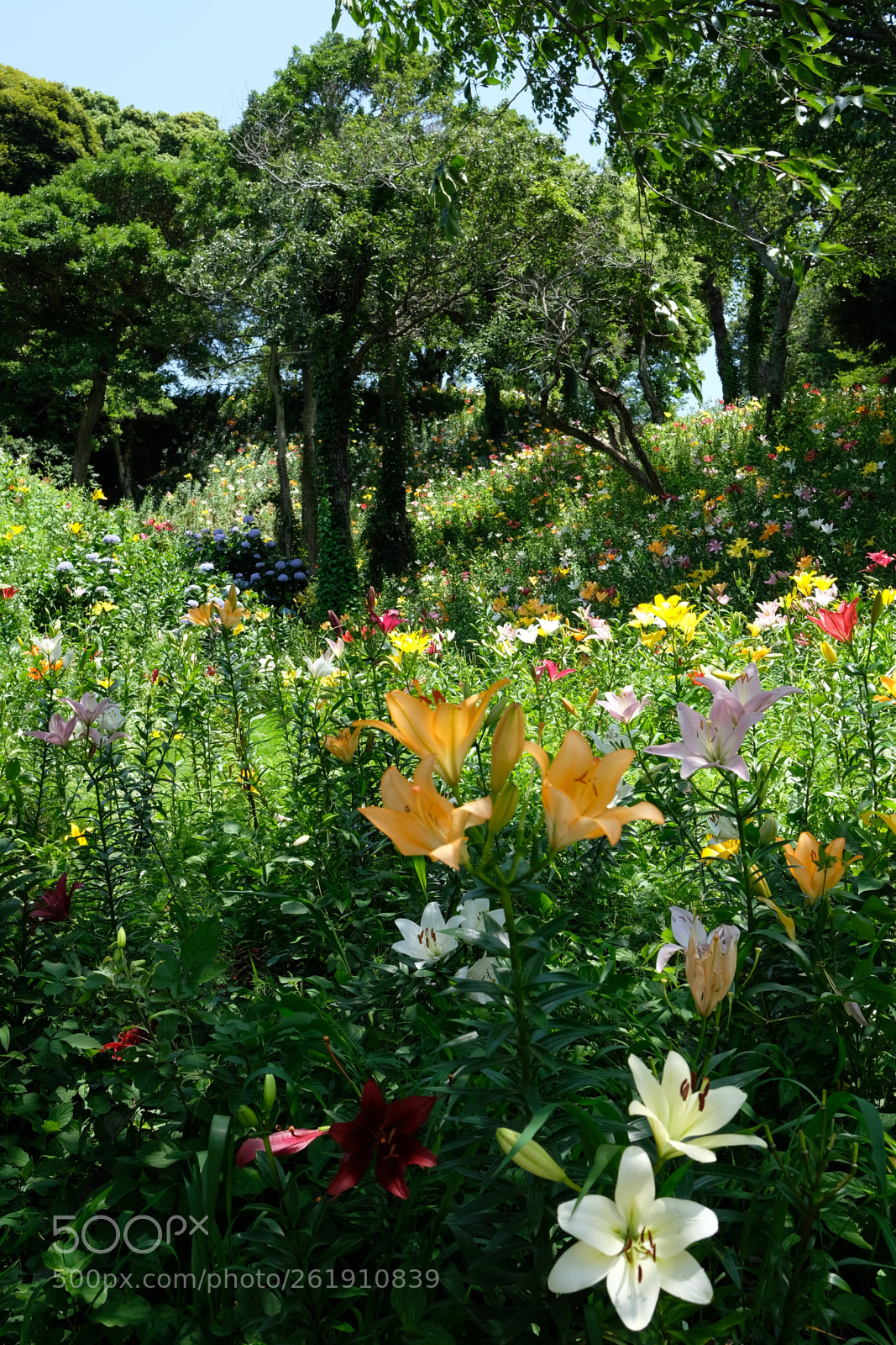 Fujifilm X-T20 sample photo. 可睡斎百合の園 photography