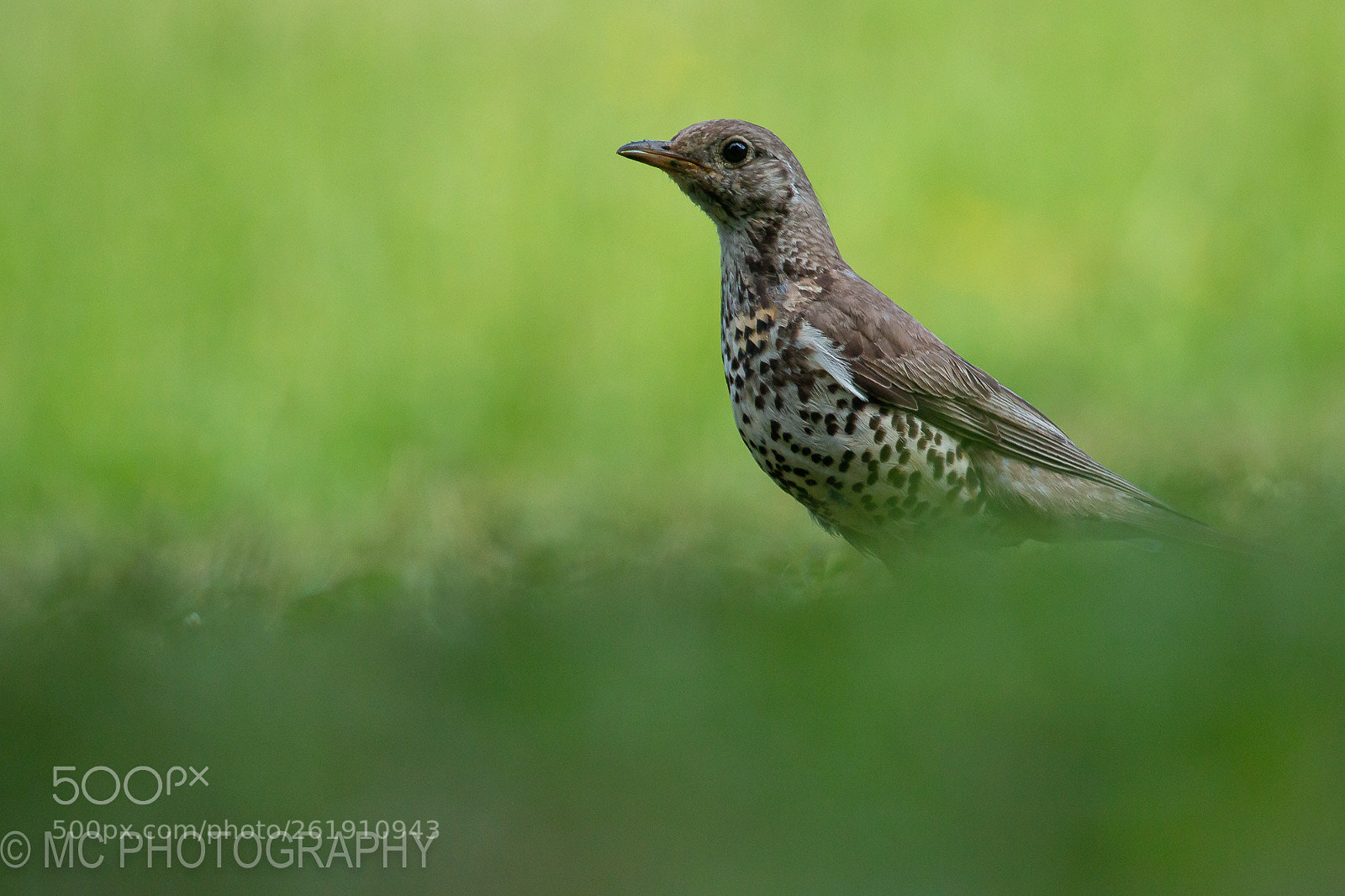 Canon EOS 70D sample photo. Img photography