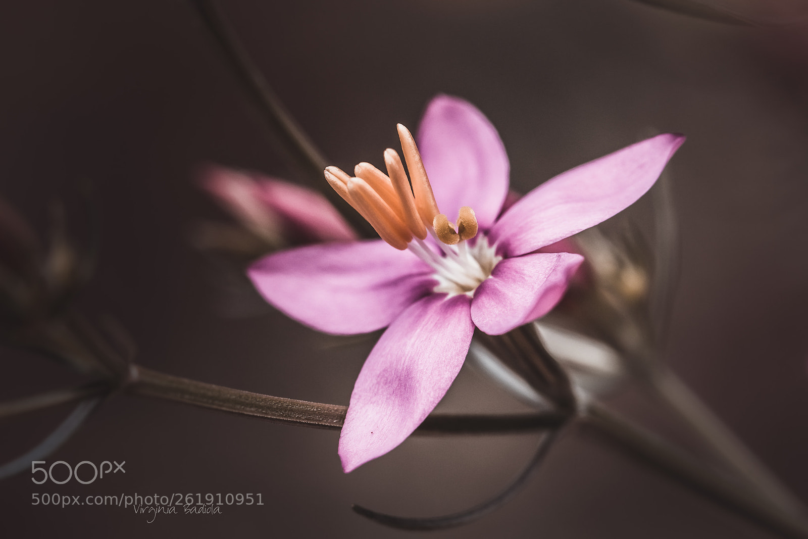 Canon EOS 80D sample photo. *** photography
