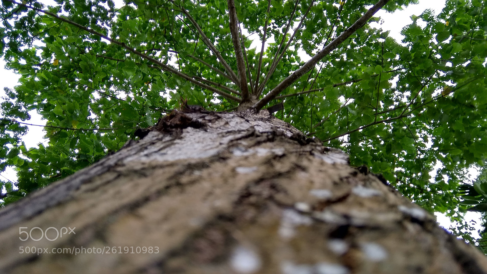 Xiaomi Redmi 5A sample photo. Untitled photography