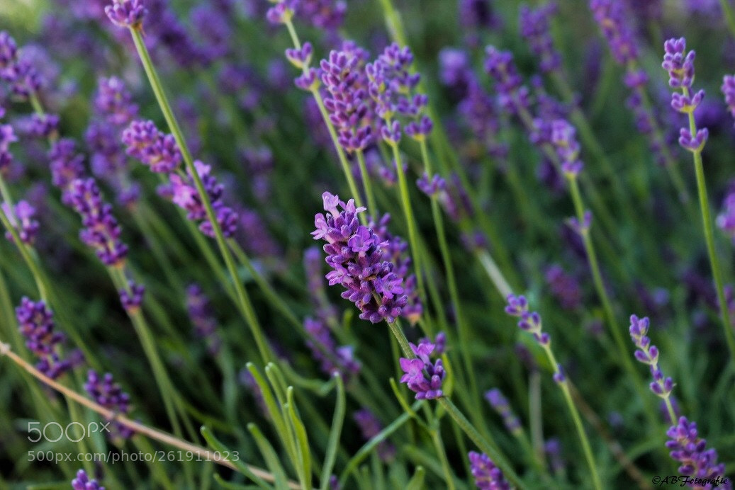 Canon EOS 1200D (EOS Rebel T5 / EOS Kiss X70 / EOS Hi) sample photo. Lavendel photography
