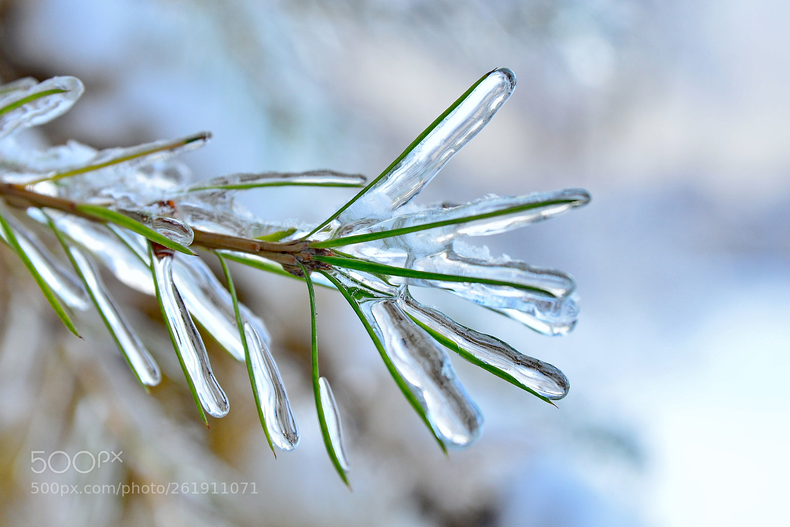 Nikon D600 sample photo. Sprig of larch covered photography