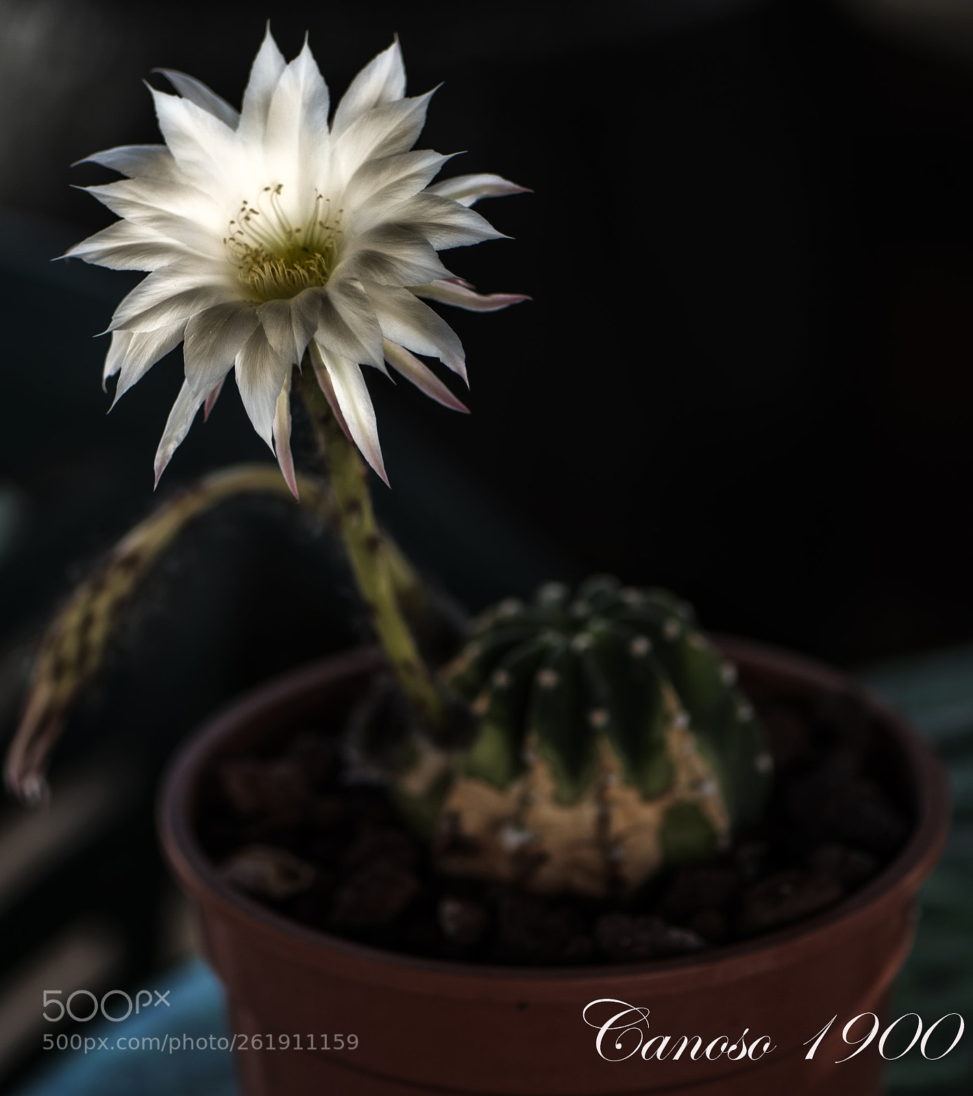Nikon D810 sample photo. Flor cactus photography