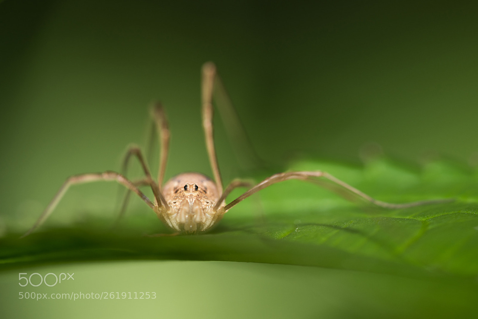 Nikon D810 sample photo. Snif.. photography