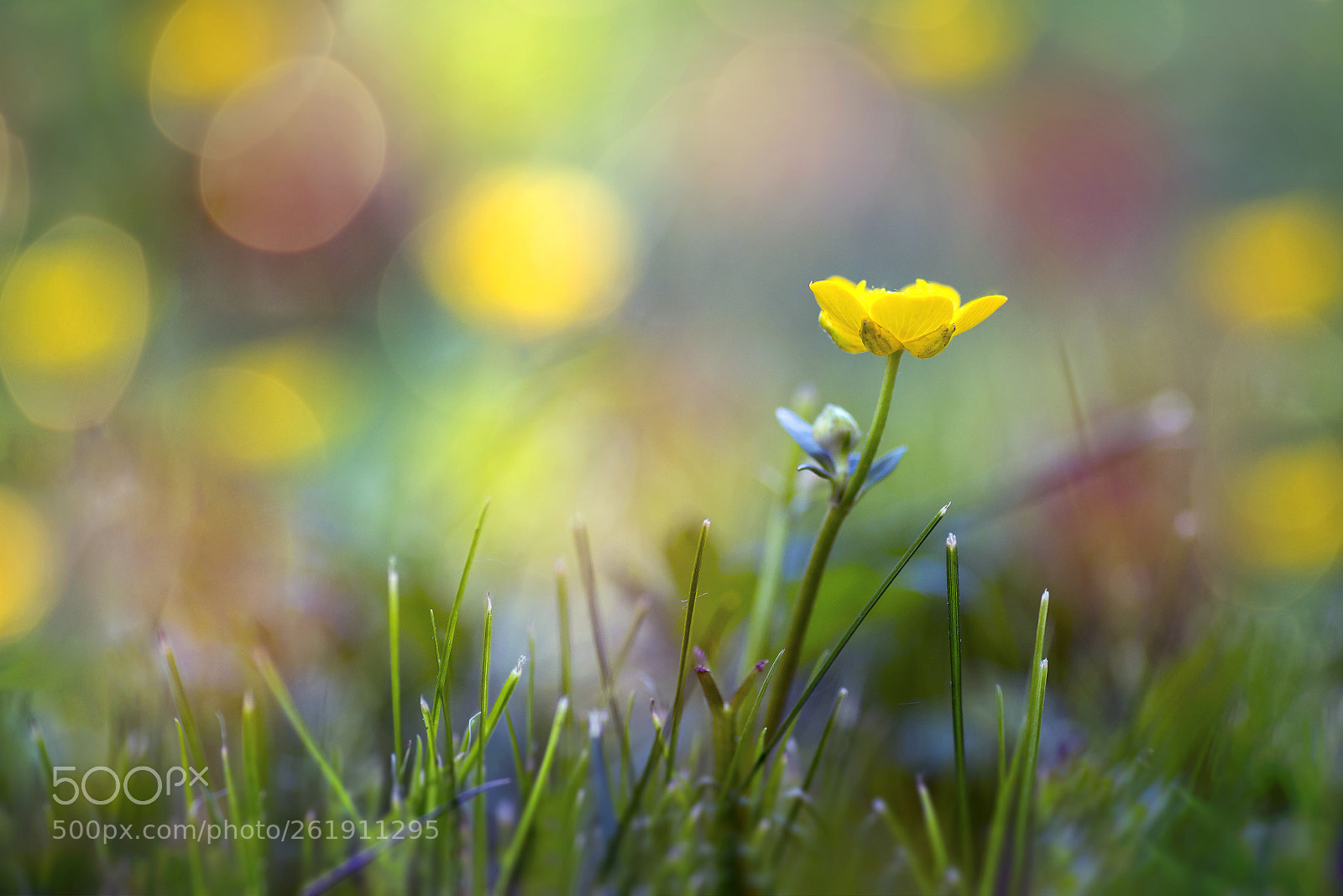 Canon EOS 6D sample photo. A flower photography