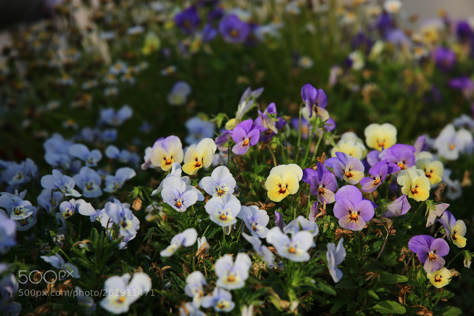 Canon EF 24-105mm F3.5-5.6 IS STM sample photo. Flower photography
