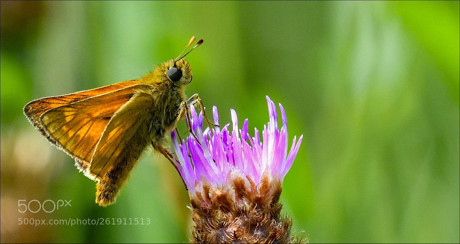 Nikon D500 sample photo. Butterfly (groot dikkopje) photography
