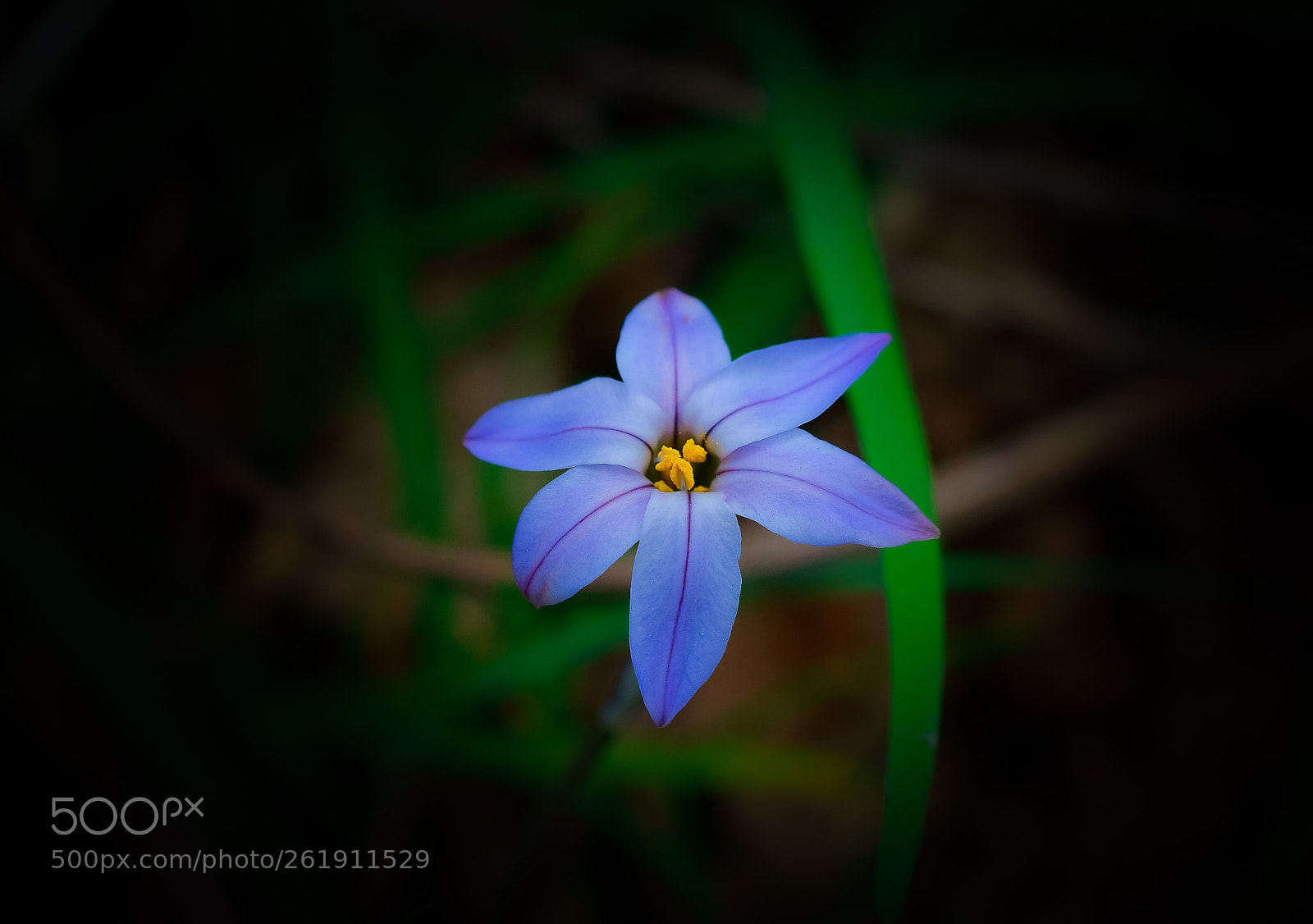 Sony a6000 sample photo. Blue beauty photography