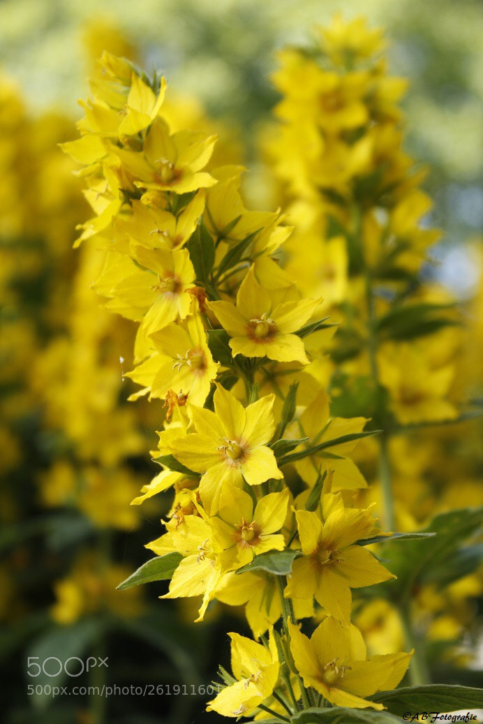 Canon EOS 1200D (EOS Rebel T5 / EOS Kiss X70 / EOS Hi) sample photo. Yellow  photography