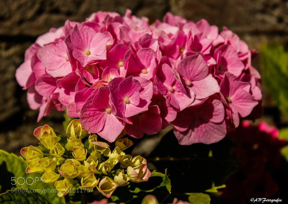 Canon EOS 1200D (EOS Rebel T5 / EOS Kiss X70 / EOS Hi) sample photo. Hortensia photography