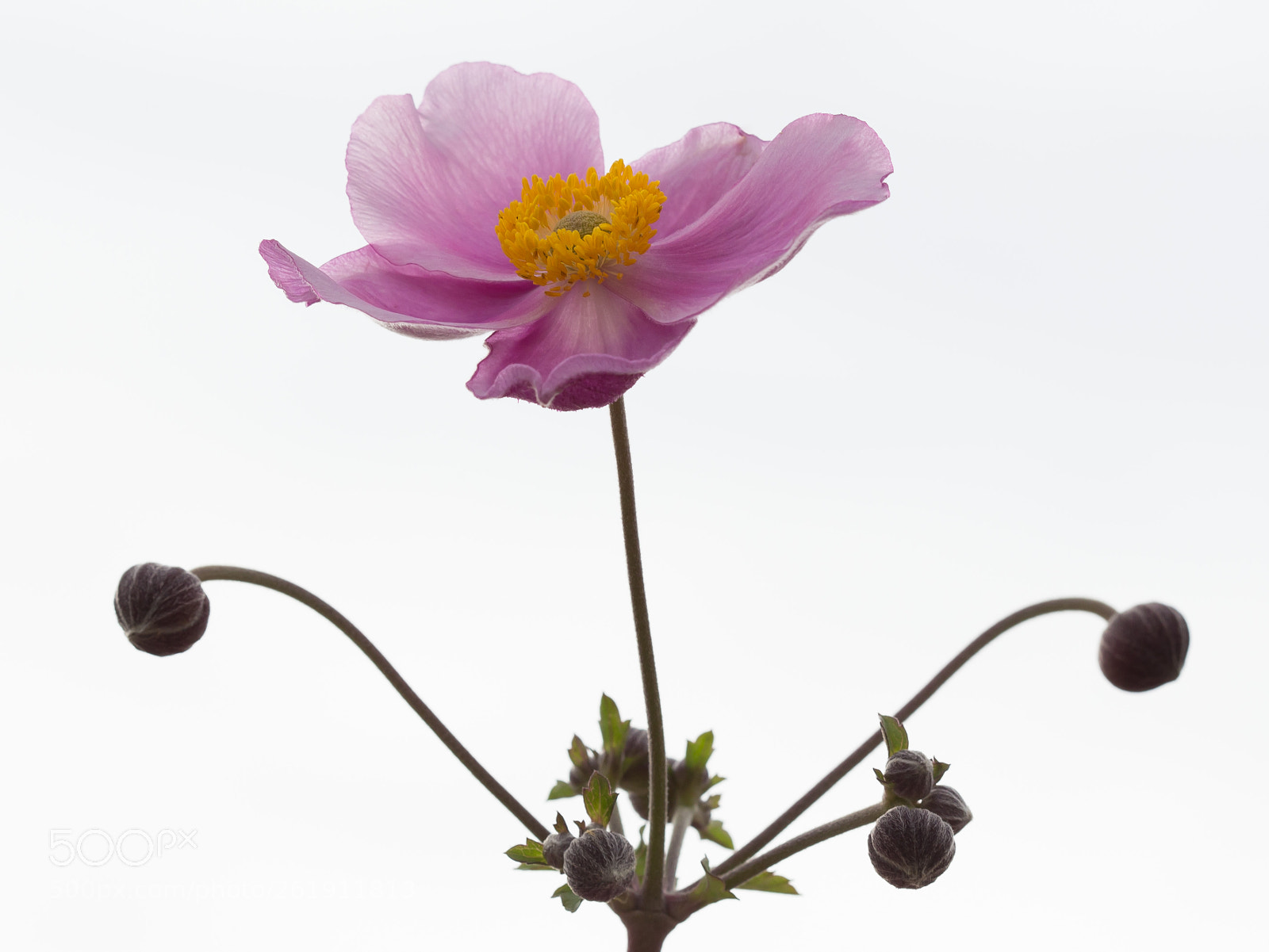 Canon EOS 6D sample photo. White room photography