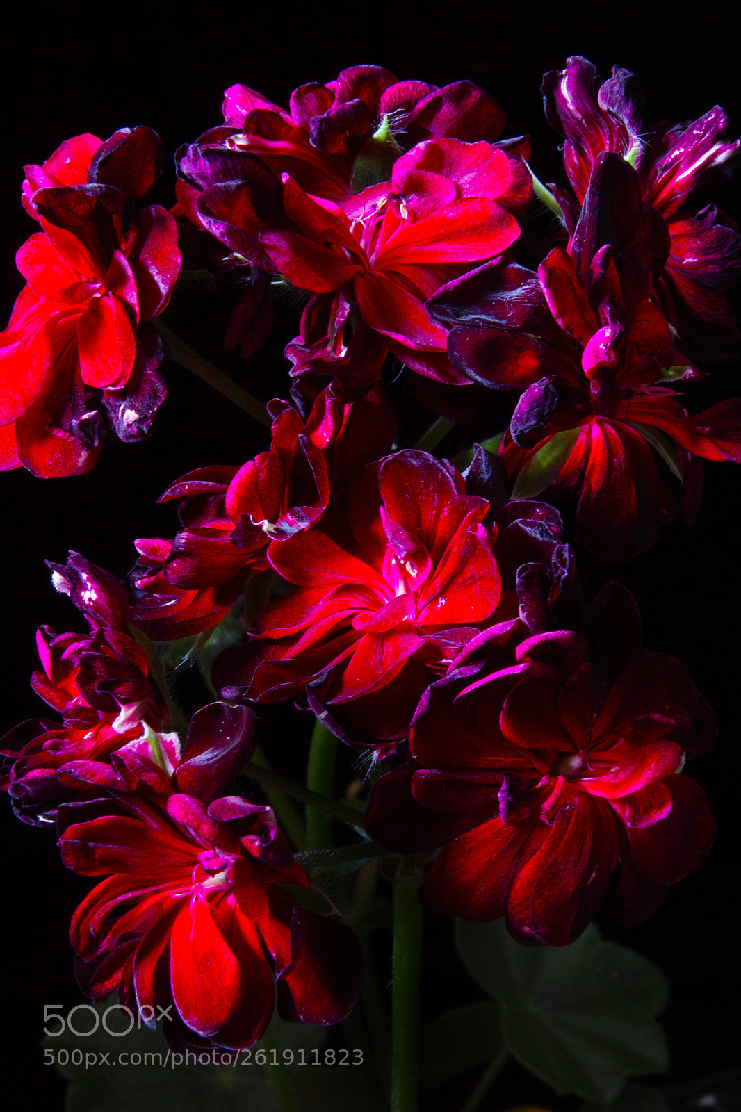 Sigma SD1 Merrill sample photo. 1980 photography
