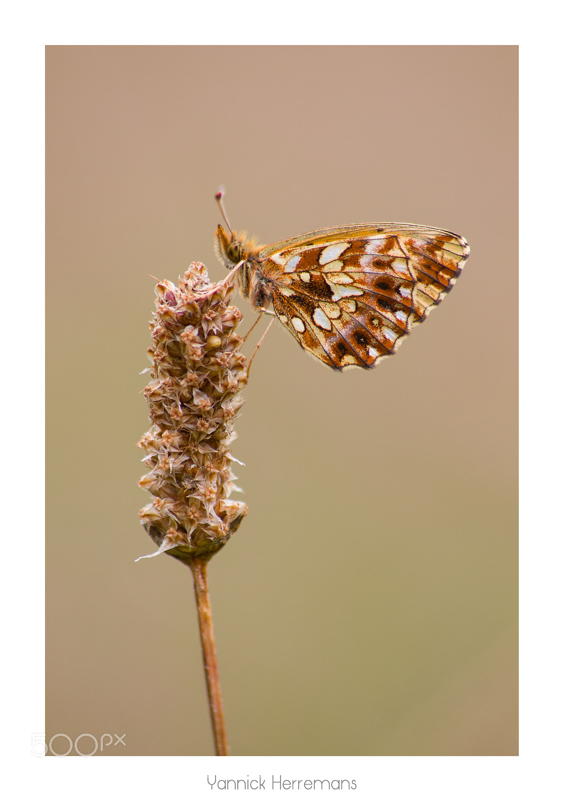 Canon EOS 1100D (EOS Rebel T3 / EOS Kiss X50) sample photo. Petite violette / weaver's fritillary photography
