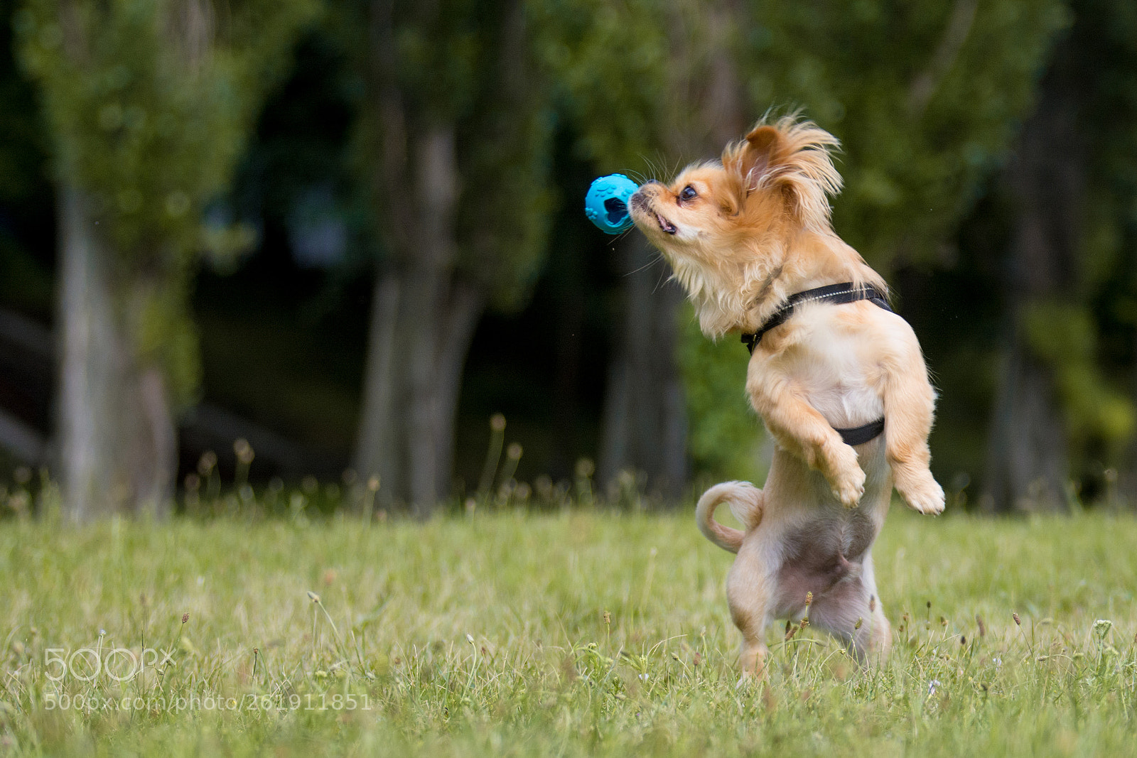 Nikon D7100 sample photo. Jump! photography