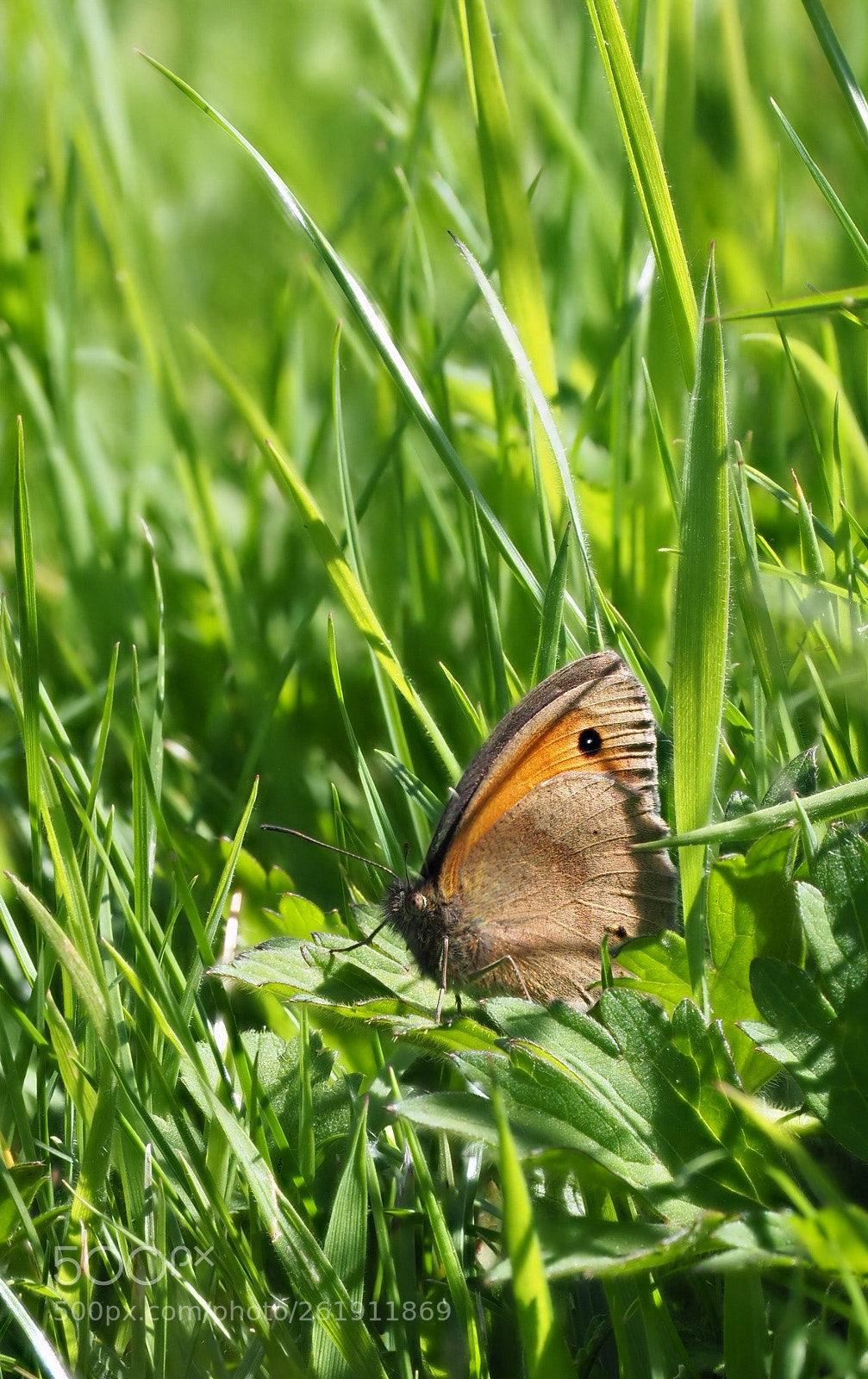 Olympus OM-D E-M1 Mark II sample photo. Meadow brown photography