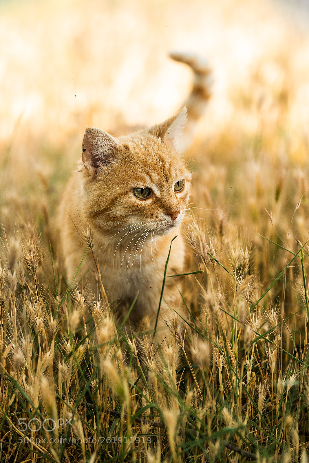 Sony a7R II sample photo. Cat photography