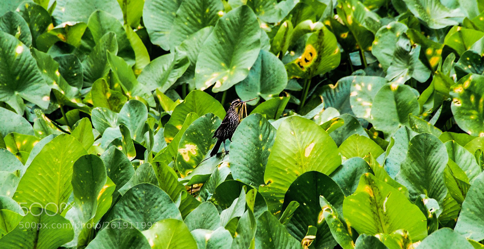 Sony a6000 sample photo. Bird in the water photography
