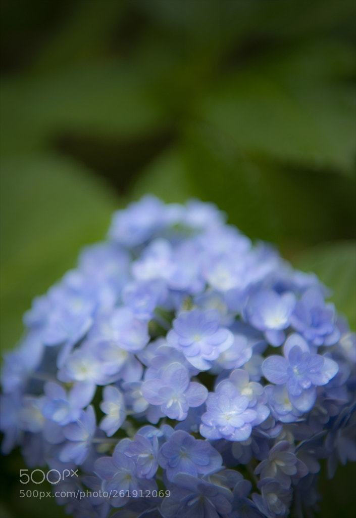 Nikon D800 sample photo. Hydrangea：blue photography