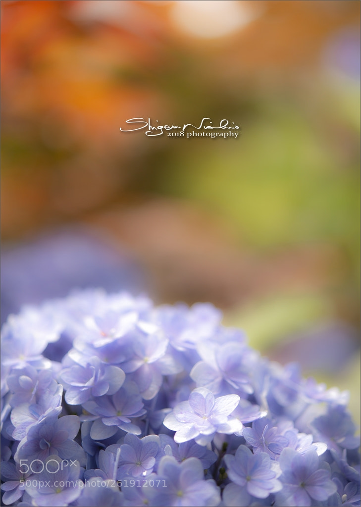 Nikon D800 sample photo. Hydrangea：red photography