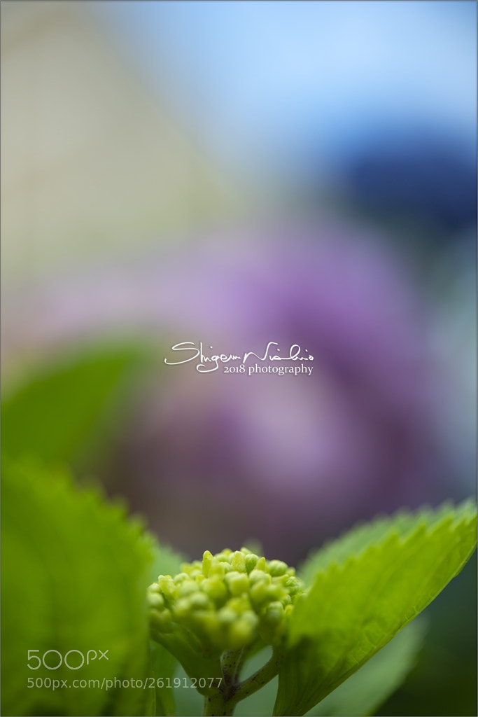Nikon D800 sample photo. Hydrangea：young photography