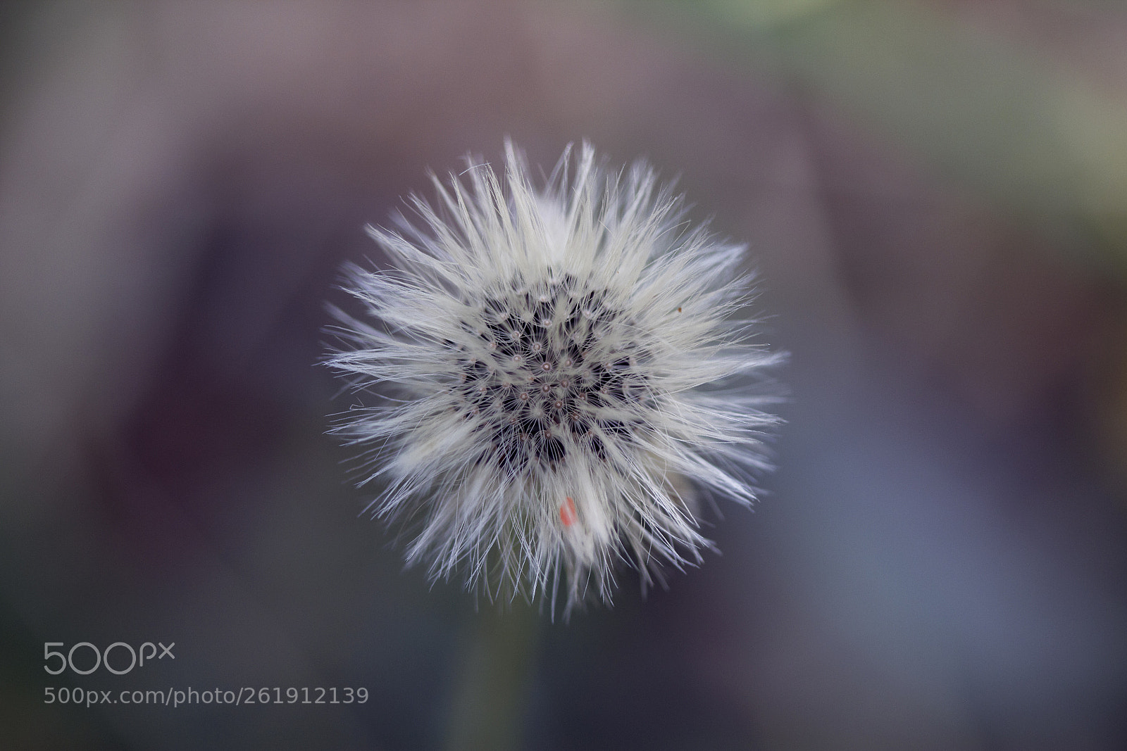 Canon EOS 60D sample photo. Kleines habichtskraut (hieracium pilosella) photography
