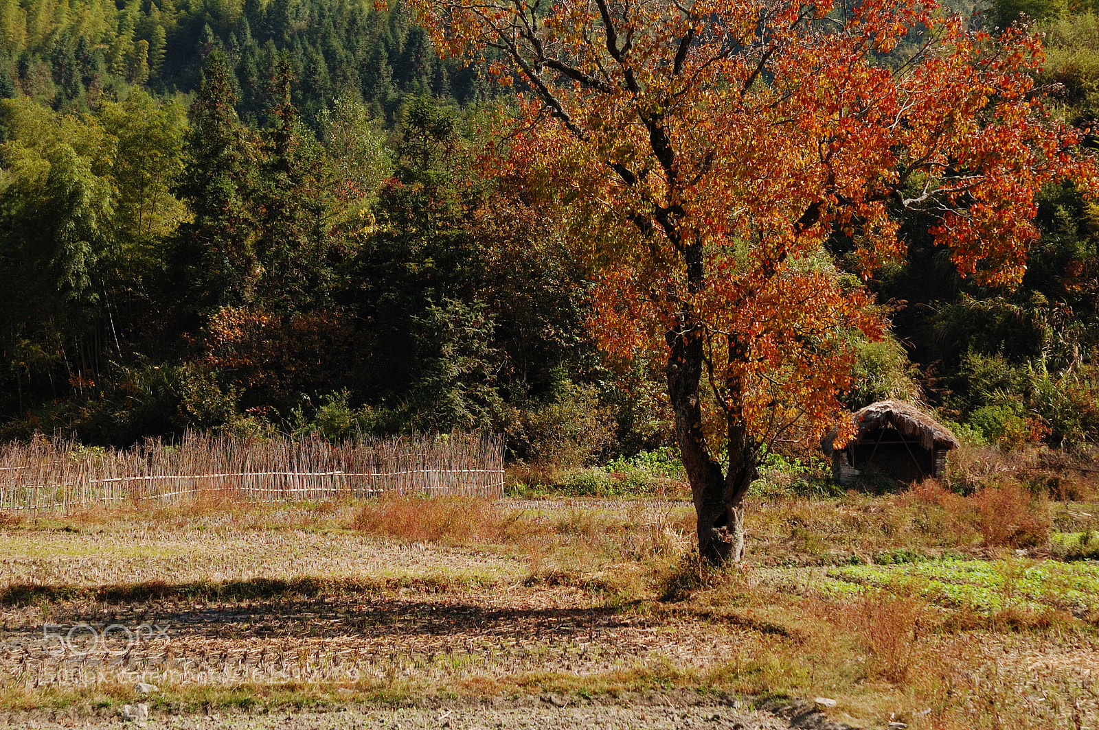 Nikon D70 sample photo. P photography
